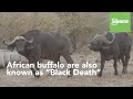 The Buffalo Kills More Hunters than any other animal in Africa