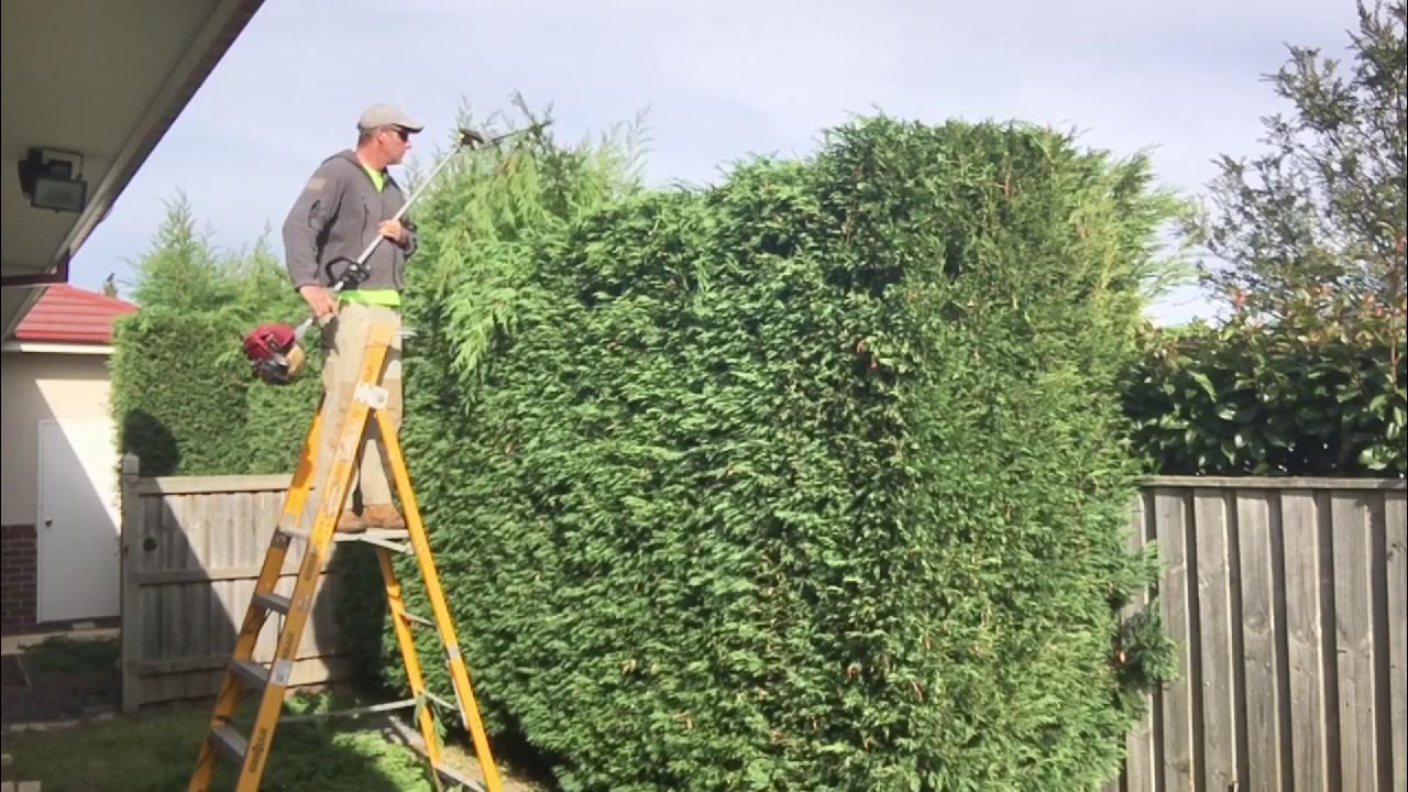 Hedge trimming how to get that straight edge.(How to trim a hedge