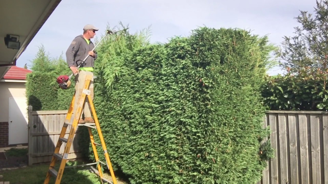 Hedge Trimming How To Get That Straight Edge How To Trim A Hedge Hedge Trimming How To Get That Straight Edge How To Trim A Hedge