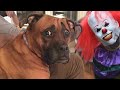 Funny cats and dogs scared of halloween  try not to laugh   cool pets