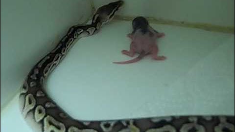 Blond Pewter Ball Python  - Eating on her own! Part 1