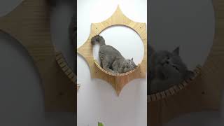 MYZOO Modern Cat Furniture #shorts MYZOO Modern Cat Furniture #shorts