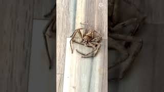 blue winged spider wasp gets its prey#shorts