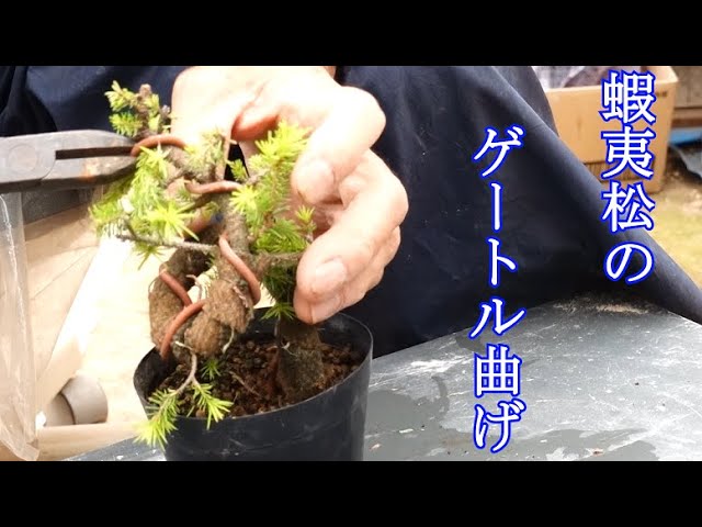 Ezo pine gaiter bending - YouTube