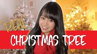 これがホンモノのツリー！？【カナダでクリスマス】REAL CHRISTMAS TREE in CANADA
