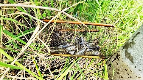 đi thăm 12 cái lờ cá lóc trúng mánh được lờ cá sạc rằng