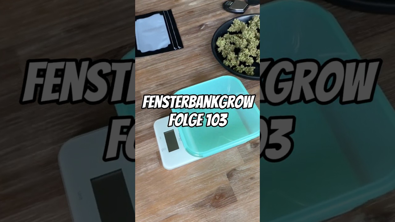 Ertrag Banana Kush Cake 🍌🍃🍰 Fensterbankgrow Folge 103 🪴☀️