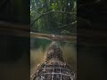 animal first person perspective immersive wildlife point of view #shorts #v=V2ZYYjXHoKg