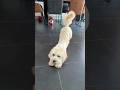 So cute #viral #trending #puppy #funny #cute #socute #poseforphotoshot