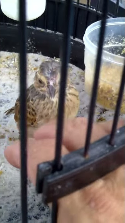 Anakan Branjangan Borneo Budi Figo Samarinda 3