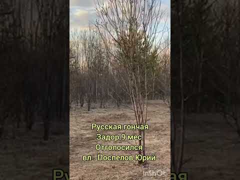 Русская гончая Задор