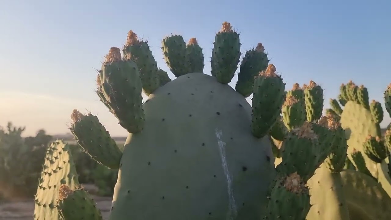 مزرعه تين شوكى نموذجية عمر ٤ سنوات طبعا مع الخدمة السنوية والإهتمام بالتسميد 01007305821