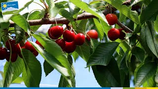 Cerises "De la région."