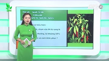 Đừng lo lắng bệnh nấm và tuyến trùng gây hại cây ớt!