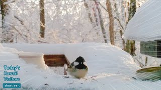 Too Cold... One-Legged Coal Tit and the Lingering Ice on His Tail by しめさん Shimesan 2,138 views 2 months ago 2 minutes, 40 seconds