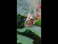 Explore A World Of Wonder At Dubai Butterfly Garden mp3