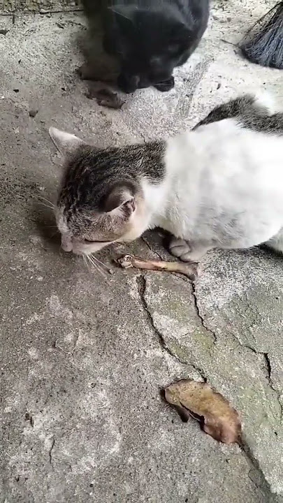 kucing makan tulang #viralshort #shortsviral #kucingimut #catlover