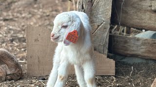 Weighing baby goats. Late spring Kids. #farmlife #babyanimals  #babygoats 