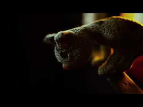 Jacko Hooper - Zombie (Animated Music Video)