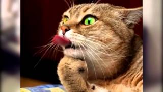 Топ 10 смешных котиков 2015. Топ 10 смешных котиков 2015.