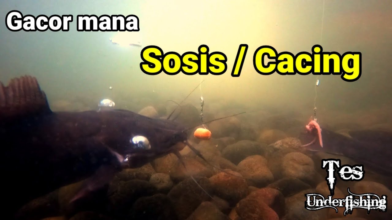 Tes Umpan Lele Gacor Sosis Vs Cacing Mana Paling Bagus