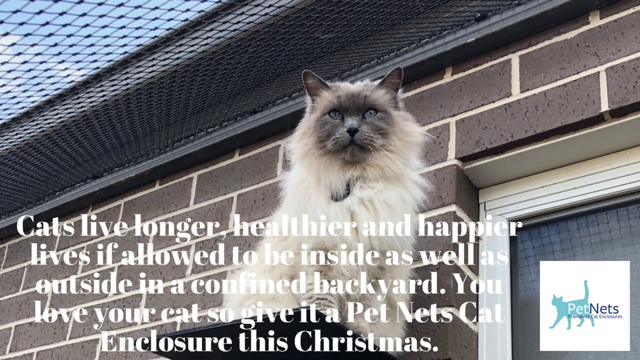 Cats live longer, healthier and happier lives if allowed to be inside