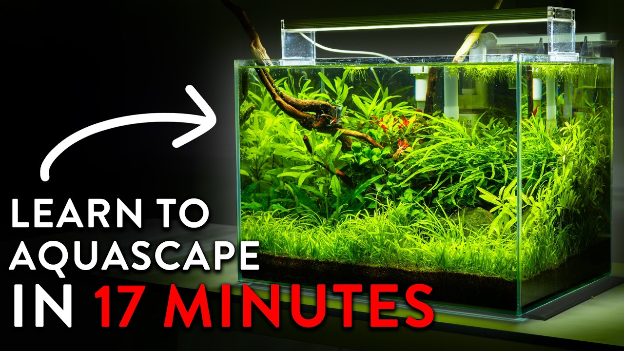 Как создать акваскейп в 2026 году | Полное пошаговое руководство