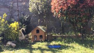 Details Emergency evacuation procedure for cats News