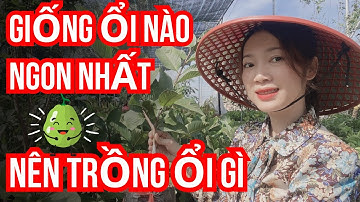 GIỐNG ỔI NGON NHẤT 2025 - TOP 2 GIỐNG ỔI NÊN TRỒNG HIỆN NAY