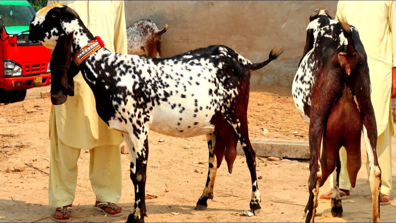 Introduction to Makhi Cheeni Goats