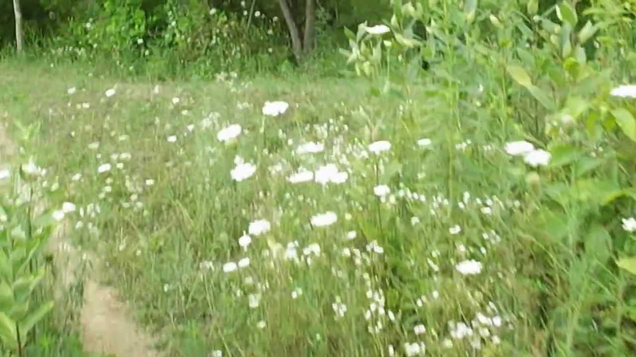 Vacant Land For Sale Southern Indiana Near Big Oaks National