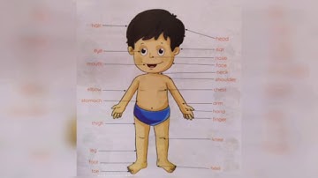 CLASS 1 EVS - MY BODY | CBSE CLASS 1