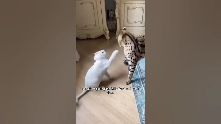 Video 4224451: servals kitten animals catlover, cat servals kitten animals, serval cat pet, kucing serval, serval cat funny