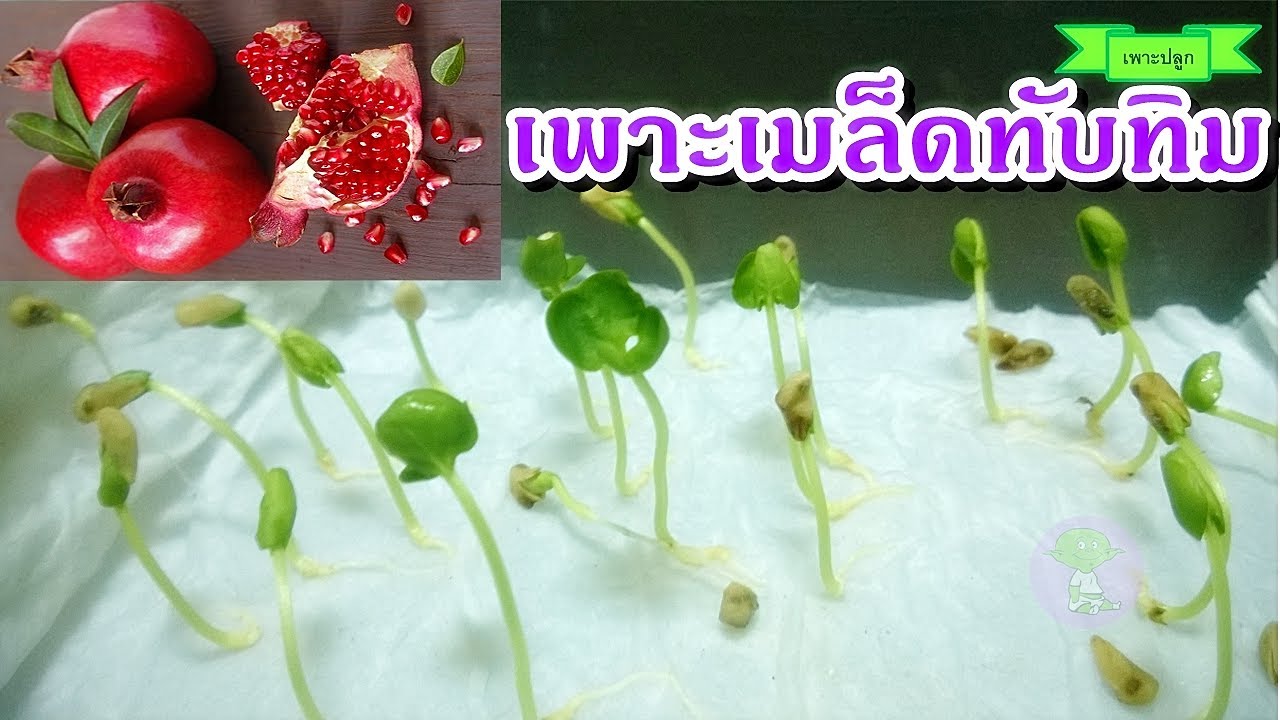 pomegranate | วิธีเพาะเมล็ดทับทิม ปลูกต้นทับทิม ต้นไม้มงคล ปลูกไว้หน้าบ้าน เสริมฮวงจุ้ย