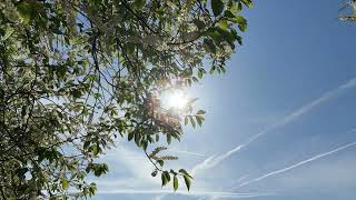 Bird cherry - Branches, twigs & flowers - April 2026