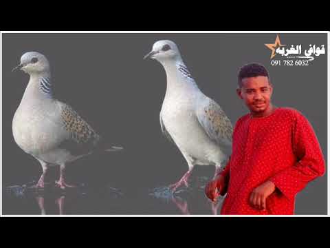 جديد الكروان إبراهيم ود العليش يا قماري ليهو طيرن حالات واتس 2023 تصميم قوافي الغربه 