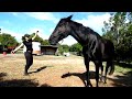 EXTREMELY COOL Dancing Horse 2 NO Halter