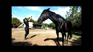 EXTREMELY COOL Dancing Horse 2 NO Halter EXTREMELY COOL Dancing Horse 2 NO Halter