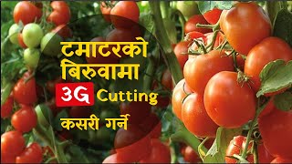 Tomato Plant 3G cutting |3g cutting in tomato । टमाटरमा 3G कटिङ गर्नुहोस् र धेरै  फलहरू फलाउनुहोस