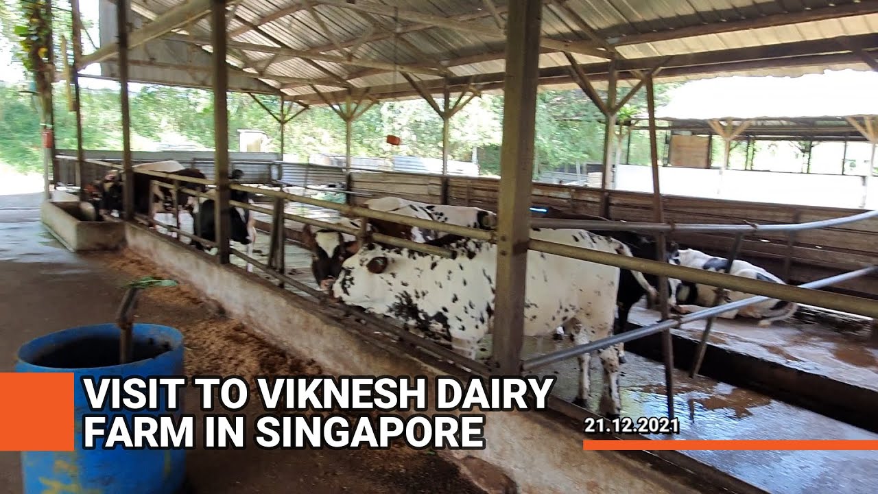 Visit Viknesh Dairy Farm Singapore The air is so 'fresh' with all the