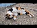 漁港でいつも会う三毛猫ちゃん、今日も甘えに来てくれた