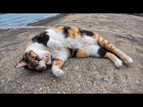 This Calico Cat at the Fishing Port Always Wants Cuddles Whenever She Sees Me