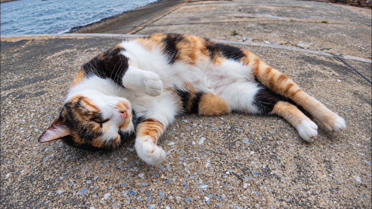 漁港でいつも会う三毛猫ちゃん、今日も甘えに来てくれた