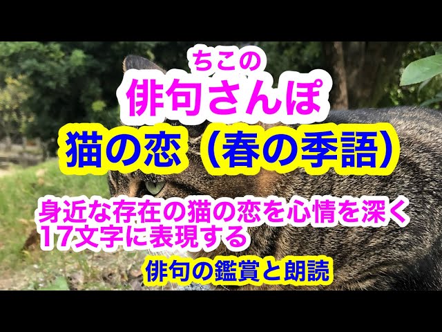 挑発する俳句 癒す俳句 Amazon.co.jp: 挑発する俳句 癒す俳句 : 川名 大: 本