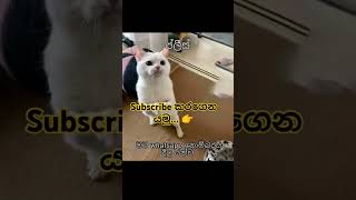 මන්දා ඉතින්... 😂😍 #videovlog #youtube#shorts