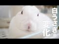 白ウサギが！？変化し始めました！#99