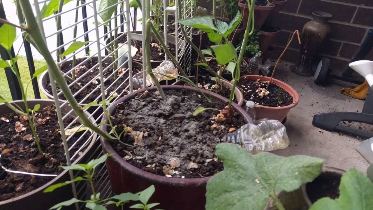 How to use wood ash as a fertilizer and Pest control at home in your