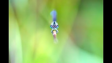 Focus Stacking and Macro Photography at an RSPB Nature Reserve