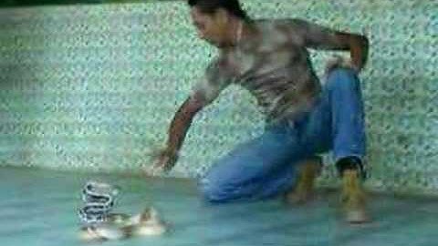 Play with fast snake...