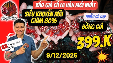 Cá La Hán 399k - Khuyến Mãi tết 2026 sale 70% cho anh em sưu tầm , nhanh tay chọn cá đẹp nhé
